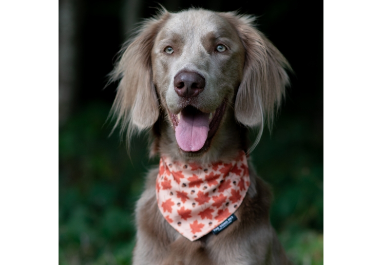 Maple Leaf/Woodland Patterned Bandana (2 per pack)