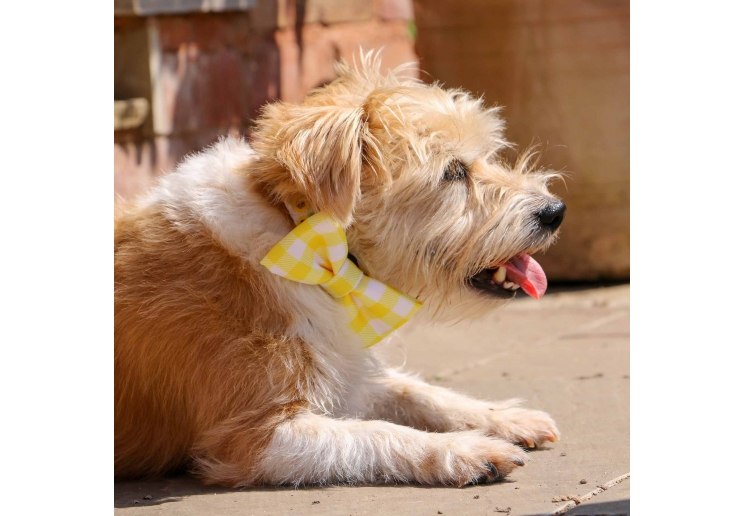 Sunflower/Yellow Check Bow Tie (2 per pack)