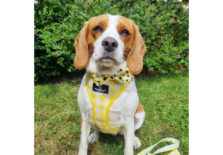 Sunflower/Yellow Check Bow Tie (2 per pack)