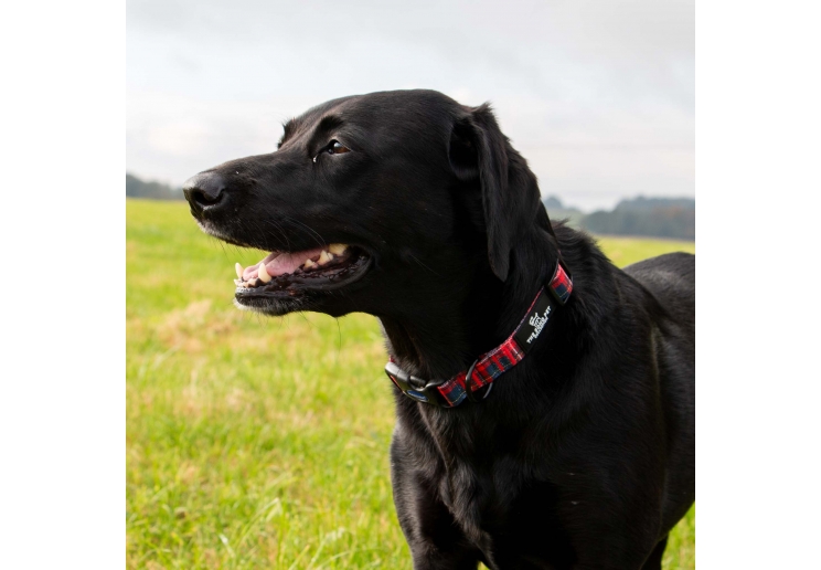 Soho Tartan Collar S 20-30cm