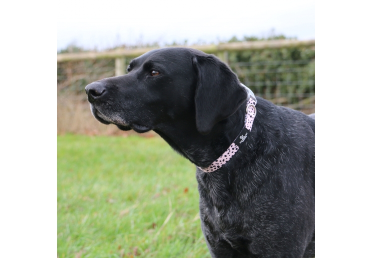 Soho Dalmatian Collar S 20-30cm