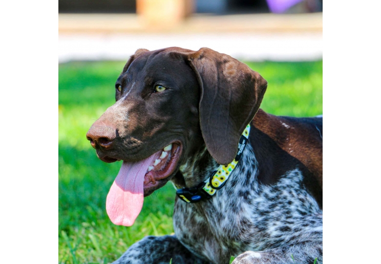 Soho Sunflower Collar S 20-30cm