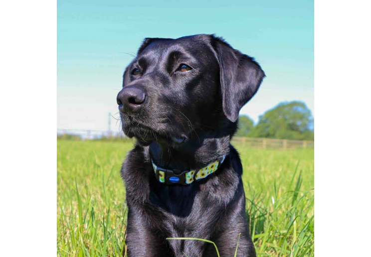 Soho Sunflower Collar S 20-30cm