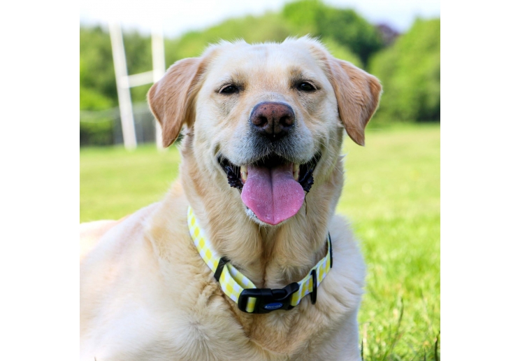 Yellow Check Collar S
