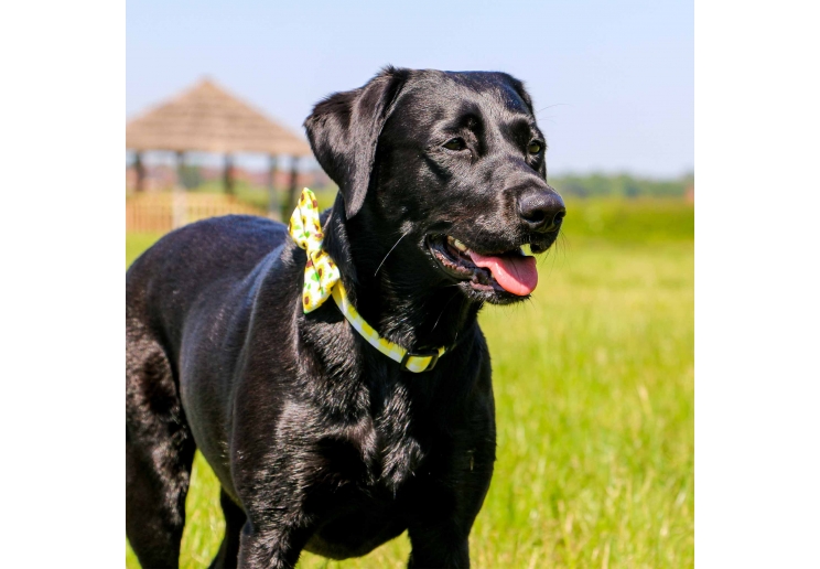 Yellow Check Collar S