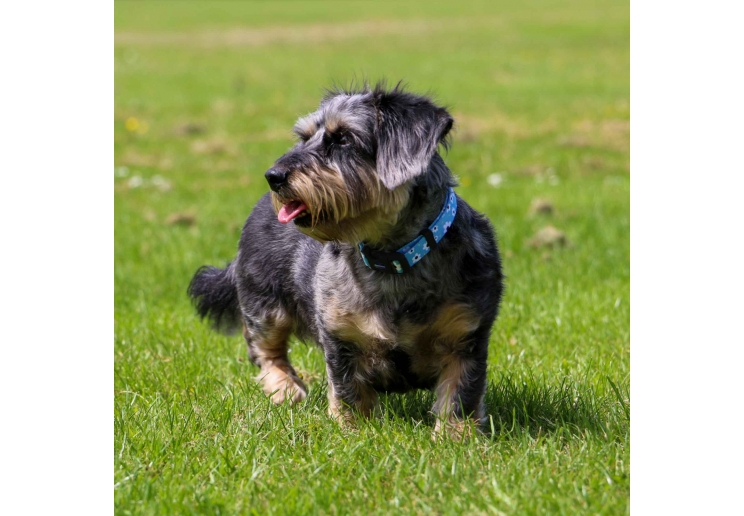 Soho Daisy Collar S 20-30cm