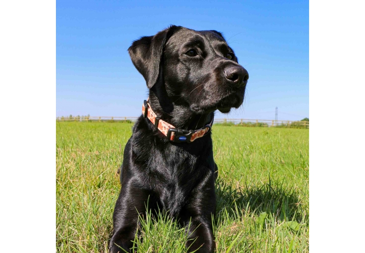 Soho Maple Leaf Collar S 20-30cm