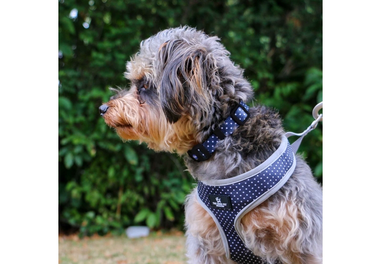 Soho Polka Dot Collar S 20-30cm