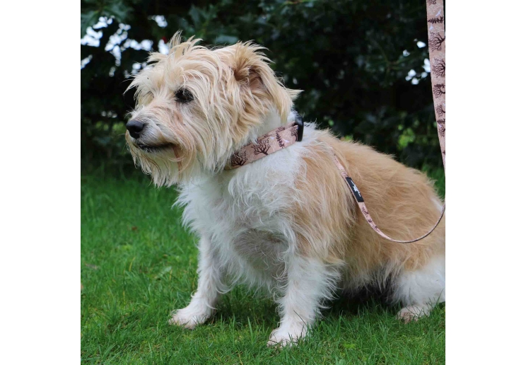 Soho Woodland Collar M 30-50cm