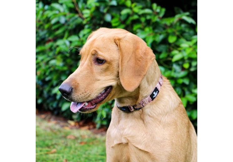 Soho Woodland Collar M 30-50cm