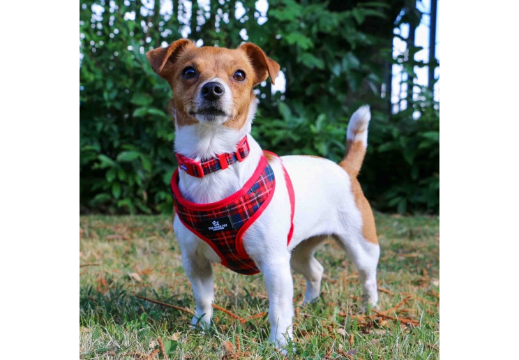 Soho Tartan Collar L 45-70cm