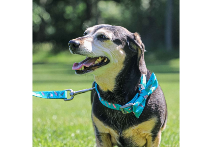 Soho Ice Cream Collar L 45-70cm