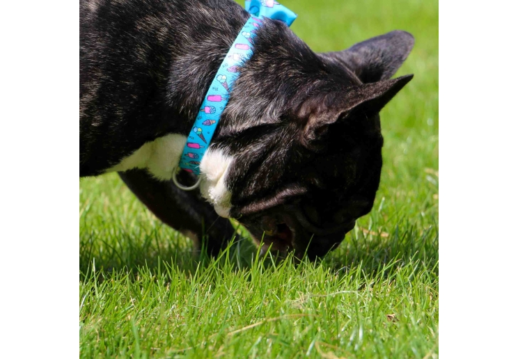 Soho Ice Cream Collar L 45-70cm