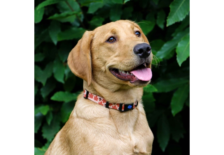 Soho Maple Leaf Collar L 45-70cm
