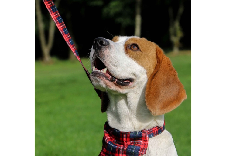 Soho Tartan Lead 100cm | 50kg