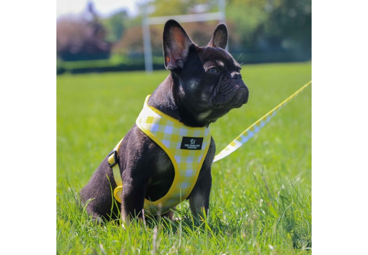Soho Yellow Check Lead 100cm | 50kg
