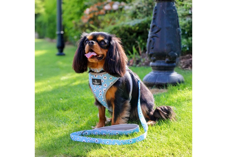 Soho Daisy Lead 100cm | 50kg