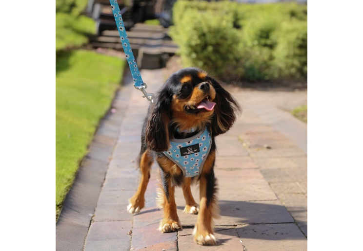 Soho Daisy Lead 100cm | 50kg