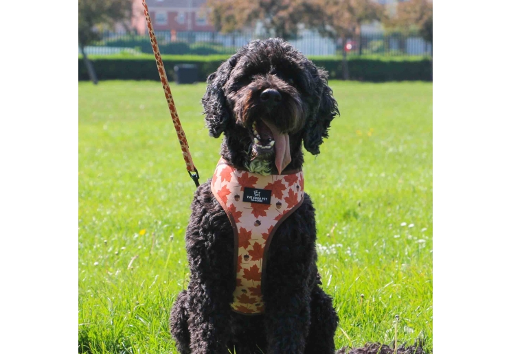 Soho Maple Leaf Lead 100cm | 50kg