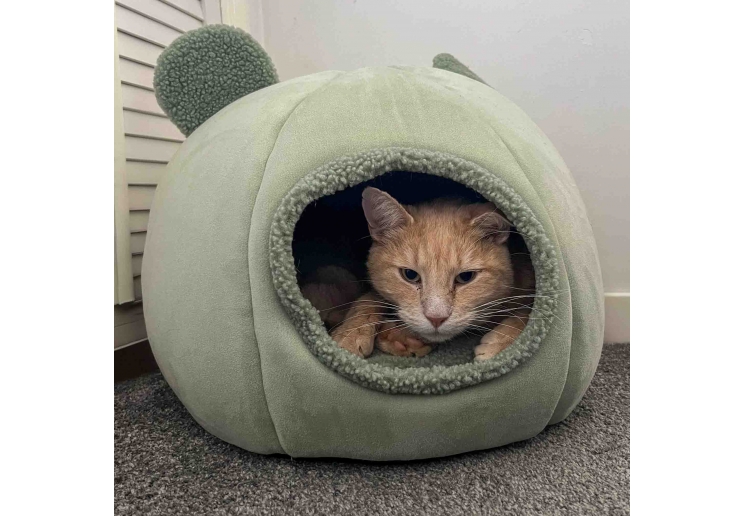 Teddy Bear Ear Cave Bed (Sage)