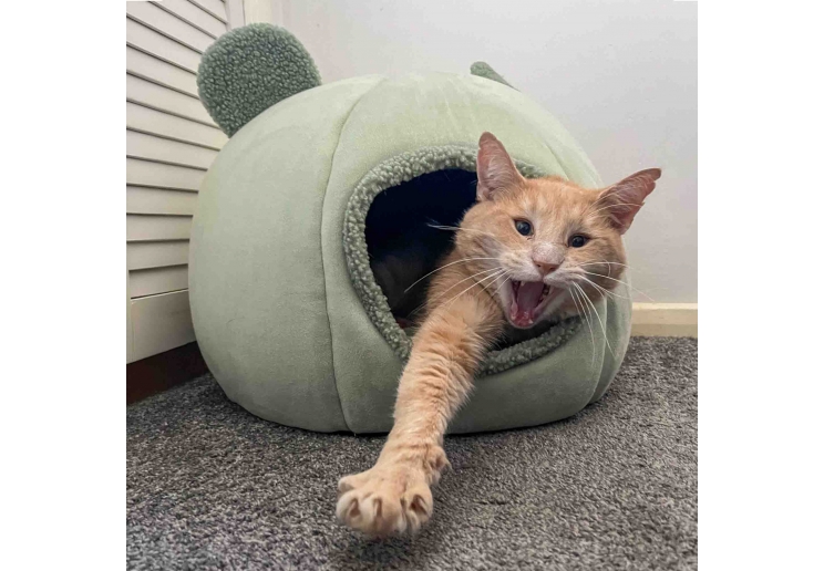 Teddy Bear Ear Cave Bed (Sage)