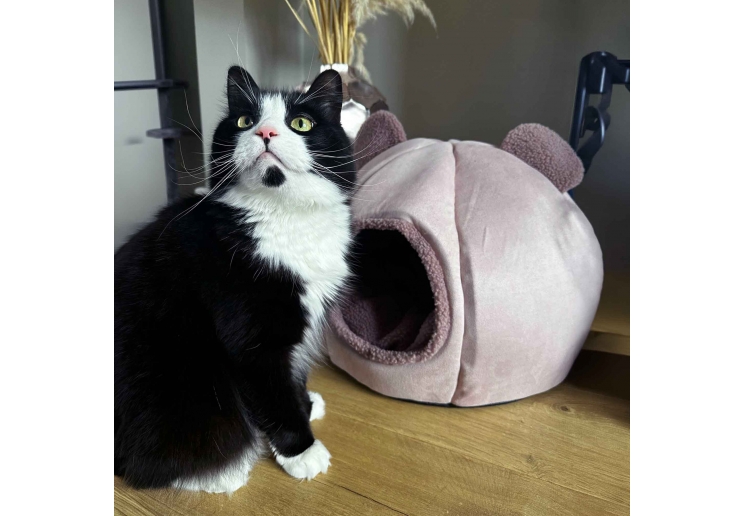 Teddy Bear Ear Cave Bed (Rose)