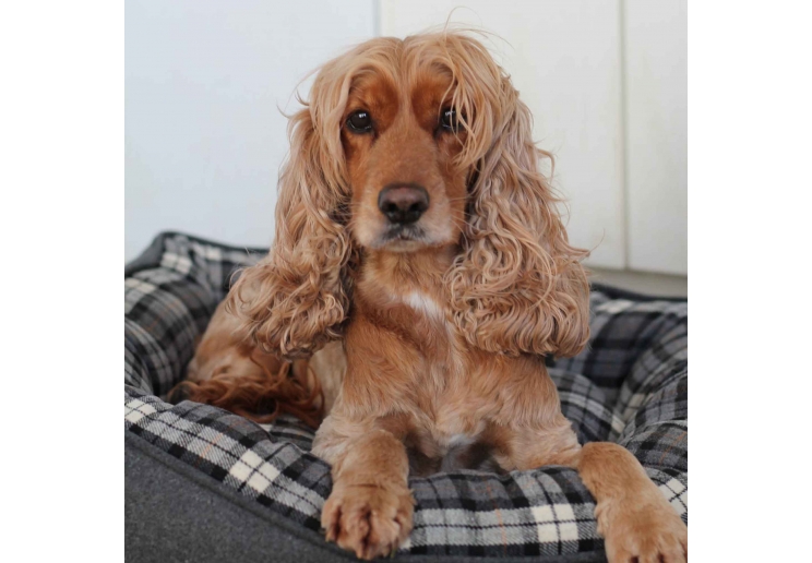 Black and Grey Tartan Donut Bed 70cm