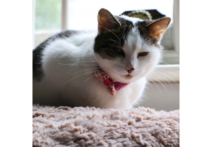 Vintage Bow Safety Cat Collar Pink
