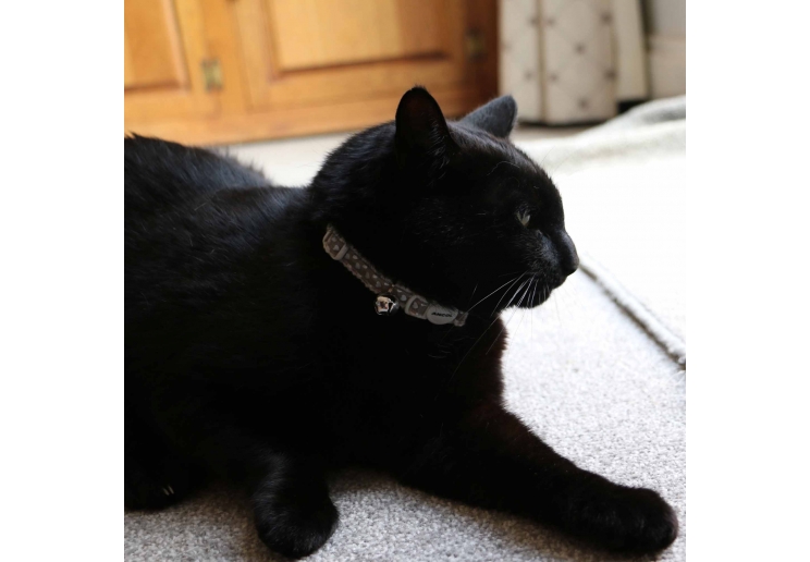 Refl Hearts Safety Cat Collar Silver