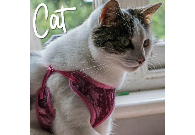 Velvet Cat Harness and Lead Pink L