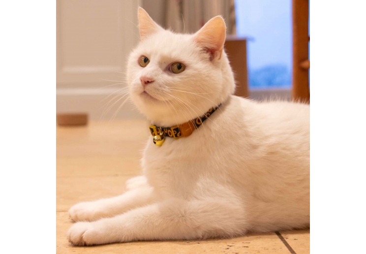 Sunflower Cat Collar