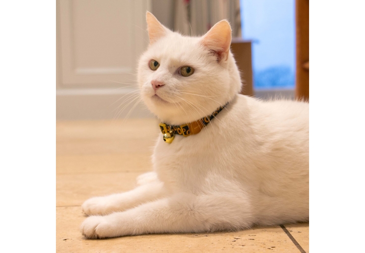 Sunflower Cat Collar