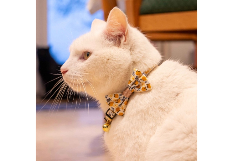 Fruit Pattern Cat Collar