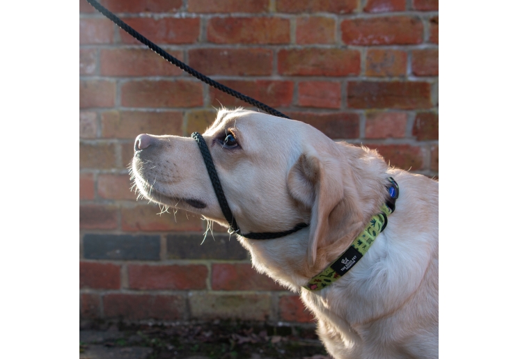 Rope Slip & Control Lead Black 1.5mx12mm