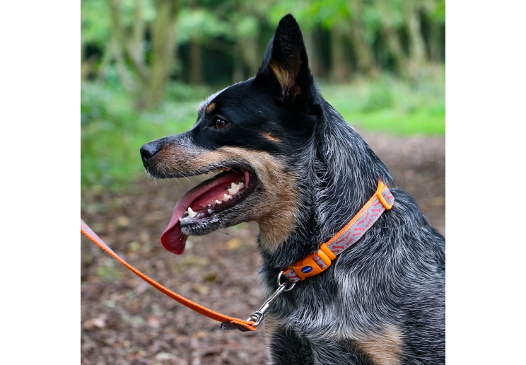 Bone Collar Orange 20-30cm Size 1-2