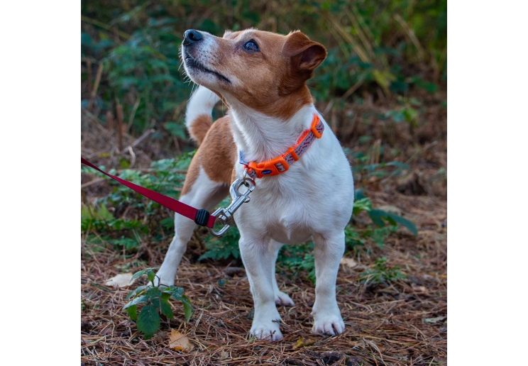 Bone Collar Orange 20-30cm Size 1-2