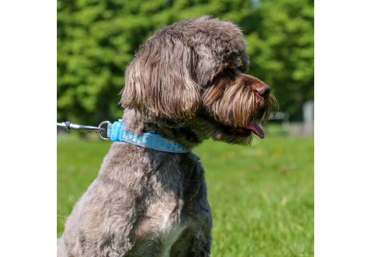 Paw Collar Blue 30-50cm Size 2-5