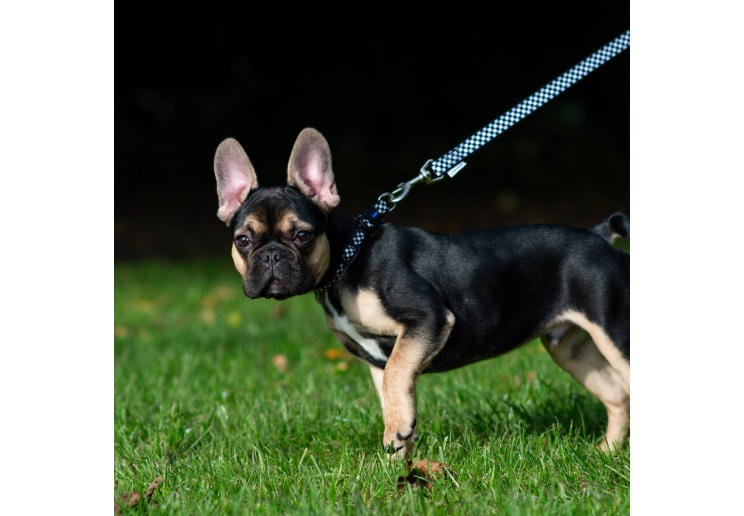 Soho Checkerboard Collar S 20-30cm