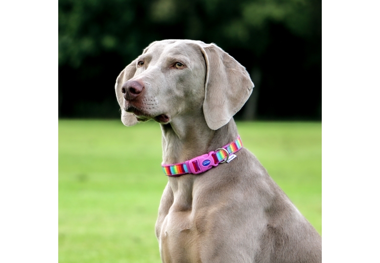 Soho Rainbow Collar M 30-50cm