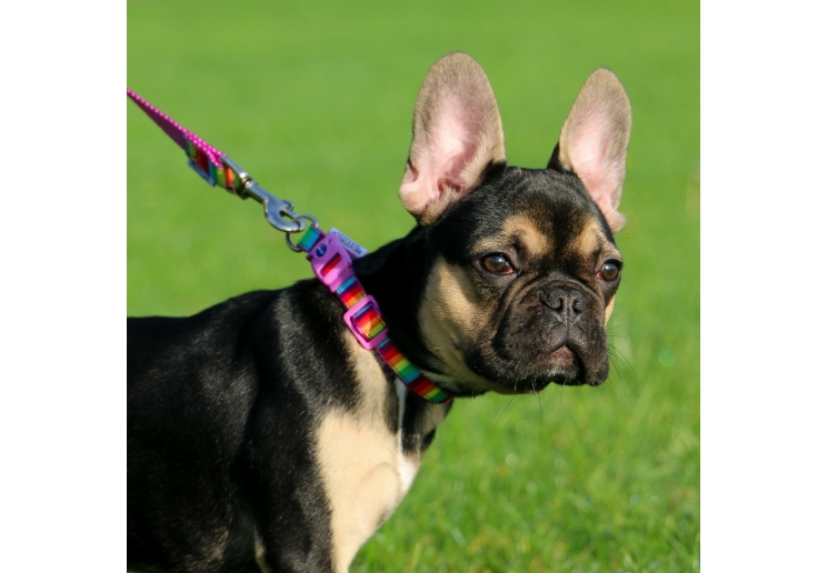 Soho Rainbow Collar M 30-50cm