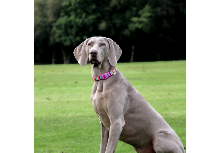 Soho Rainbow Collar M 30-50cm