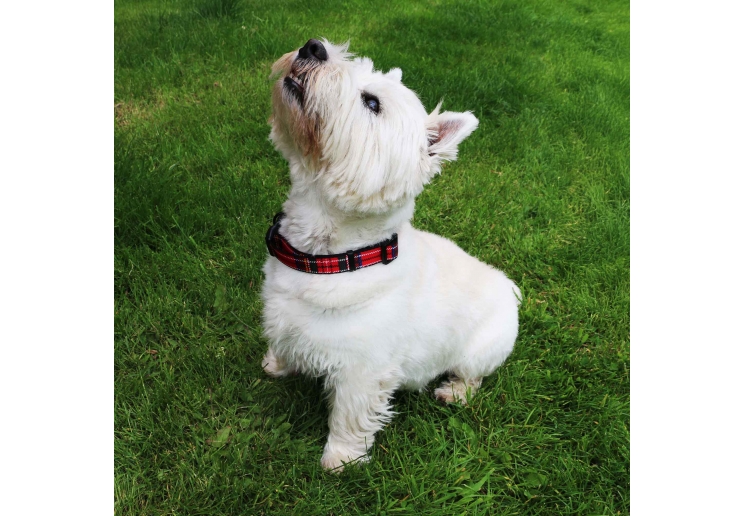 Soho Red Tartan Collar M 30-50cm
