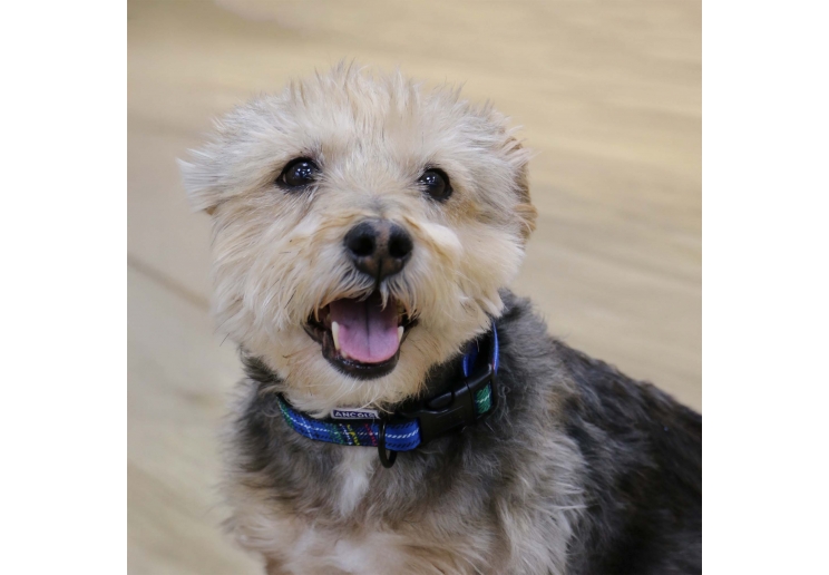 Soho Blue Tartan Collar M 30-50cm