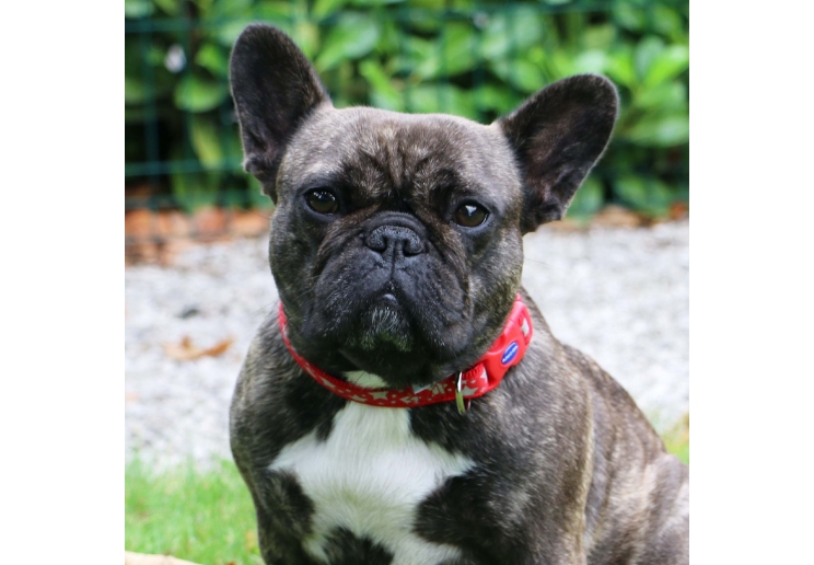 Soho Red Reflective Stars Collar M 30-50cm