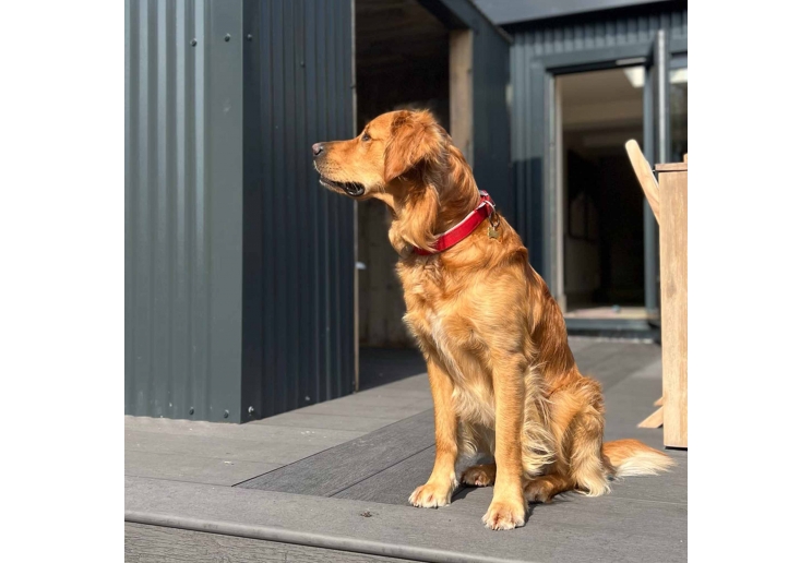 Padded Viva Collar Pink 45-54cm Size 6