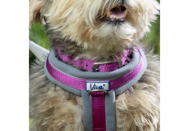 Padded Viva Collar Purple 45-54cm Size 6