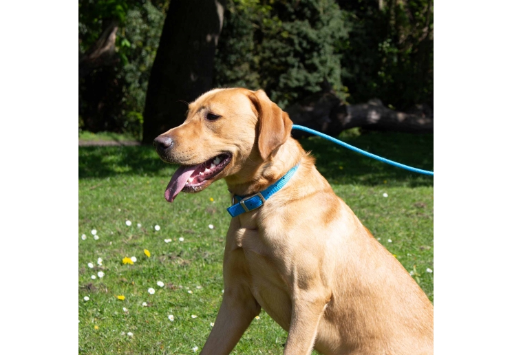 Padded Viva Collar Pink 50-59cm Size 7