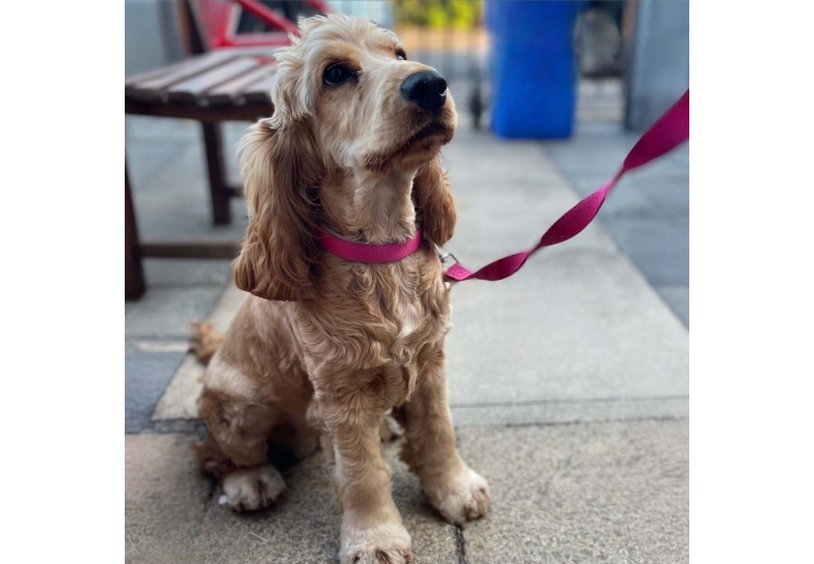 Padded Viva Collar Pink 50-59cm Size 7