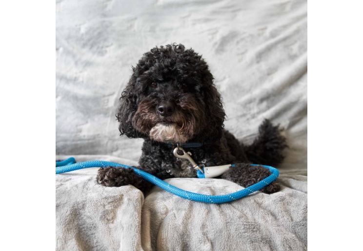 Viva Rope Lead Reflective Blue 1.07mx12mm