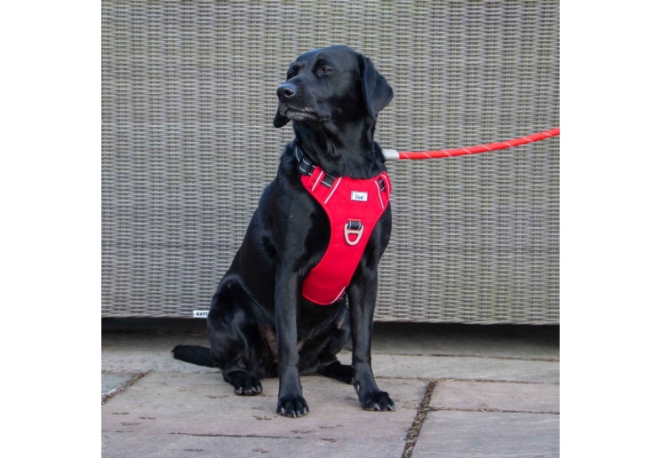 Viva Rope Lead Reflective Blue 1.07mx12mm